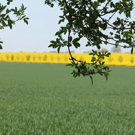 Fairy Tale In Near The Centre * Rerik